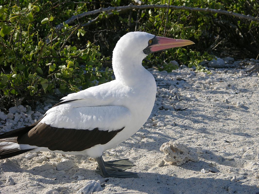 Galapagos 7-2-09 Genovesa Darwin Bay Nazca Masked Booby